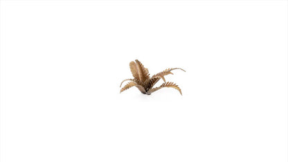 Gamers Grass - Deer Fern