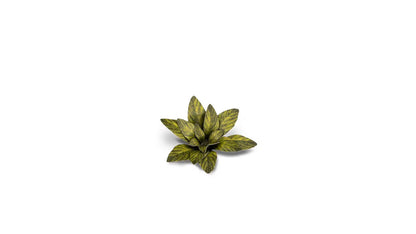Gamers Grass - Dumb Cane