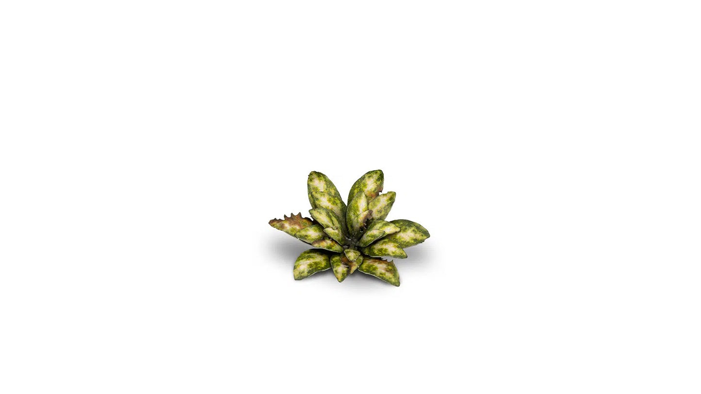 Gamers Grass - Dumb Cane