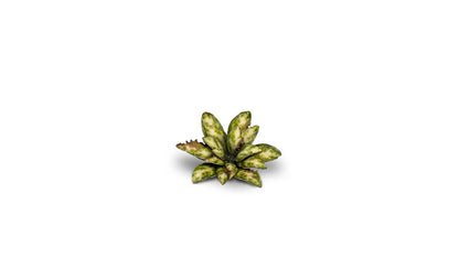 Gamers Grass - Dumb Cane