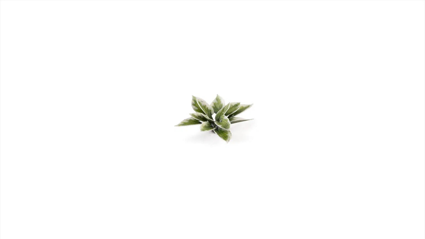 Gamers Grass - Plantain Lily